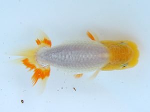 錦蘭会　初秋品評大会　西大関　新井常之　茨木