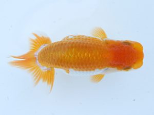 錦蘭会　初秋品評大会　立行司　中岡章浩　松原