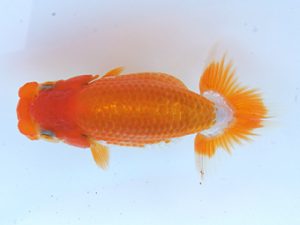 錦蘭会　初秋品評大会　取締一　山鷲元気　海南