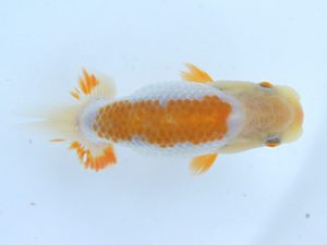 錦蘭会　初秋品評大会　取締二　川田哲生　東大阪