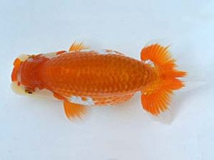 喜樂らんちう会　東大関　室岡賢治　江戸川