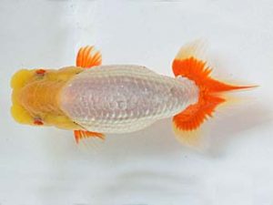 喜樂らんちう会 勧進元一　高橋雅徳　越谷市