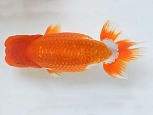 喜樂らんちう会 勧進元二　木村文夫　水元