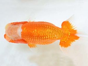 喜樂らんちう会 行司一　島田光男　足立区