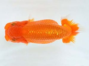 喜樂らんちう会 行司二　木村文夫　水元