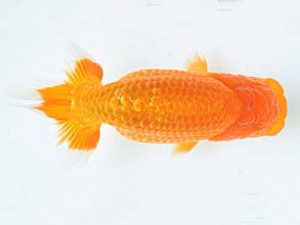 喜樂らんちう会 行司三　今村文雄　川口市