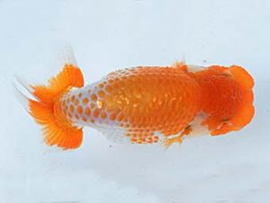 喜樂らんちう会 脇行司一　七尾好之　葛飾区