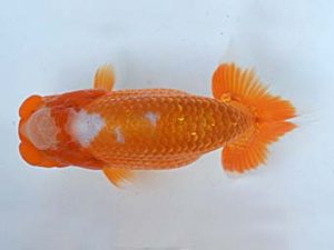 喜樂らんちう会　西大関　島田光男　足立区