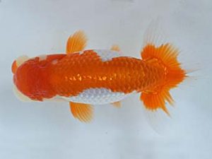 喜樂らんちう会　立行司　本山隆史　桶川市