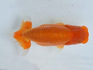 喜樂らんちう会　取締一　矢ヶ崎伸司　堀切