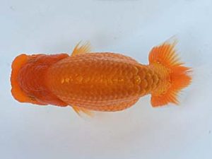 喜樂らんちう会　取締二　室岡賢治　江戸川