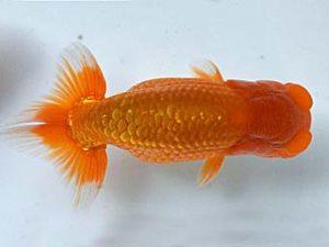 喜樂らんちう会 東関脇　矢ヶ崎伸司　堀切