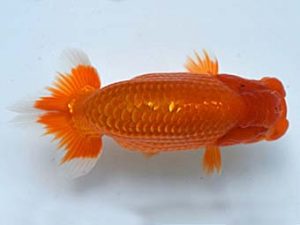 喜樂らんちう会 西関脇　島田　烈　越谷市