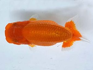 喜樂らんちう会 東小結　兵頭秀一　足立区