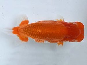 喜樂らんちう会 西小結　伊庭記章　さいたま市