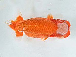 喜樂らんちう会　東大関　目黒康弘　足立区