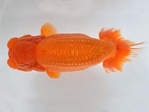 喜樂らんちう会　西大関　内田　實　草加市