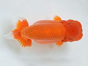 喜樂らんちう会　立行司　池辺　勇　越谷市