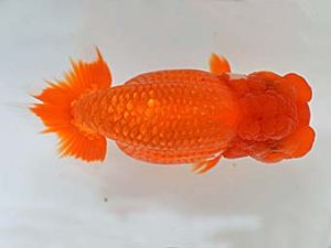 喜樂らんちう会　取締二　内田　實　草加市