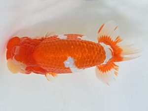 喜樂らんちう会　東大関　馬場祥宏　川口市