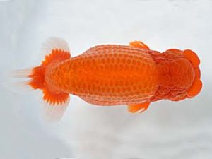 喜樂らんちう会　西大関　馬場祥宏　川口市