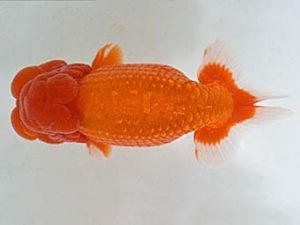 喜樂らんちう会　立行司　高津克人　武蔵野