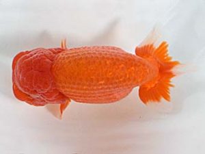 喜樂らんちう会　取締一　高津克人　武蔵野