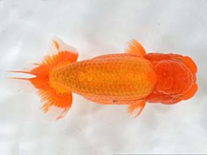 喜樂らんちう会　取締二　小林晋作　浦安