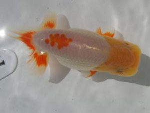 三重支部大会　東大関　加藤久佳　鈴鹿市