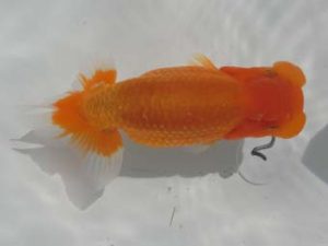 三重支部大会　西大関　中村　剛　四日市市