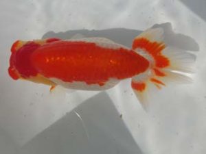 三重支部大会　立行司　大河内正行　津市