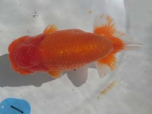 三重支部大会　東大関　寺尾弘行　尾鷲市