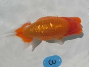 三重支部大会　立行司　中村寿雄　東員町