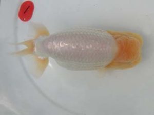 三重支部大会　東大関　林　万貴　志摩市