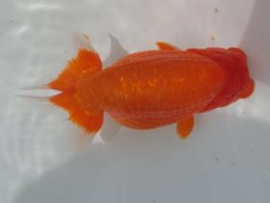 三重支部大会　西大関　藤波秀文　四日市市