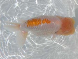 三重支部大会　立行司　林　万貴　志摩市