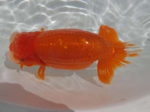 三重支部大会　東取締　谷地村政幸　東郷町