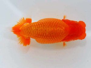 岡山錦鱗会　東大関　胡本佳孝　玉野