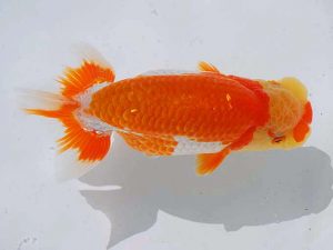 岡山錦鱗会 東勧進元　津島洋介　愛媛