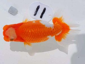 岡山錦鱗会 西勧進元　難波康宏　児島