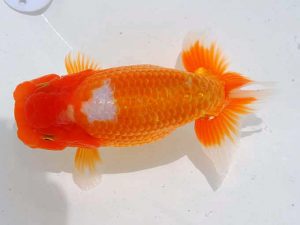 岡山錦鱗会 行司一　南堀満良　小豆島