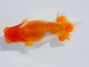 岡山錦鱗会 行司二　阪口英雄　大阪