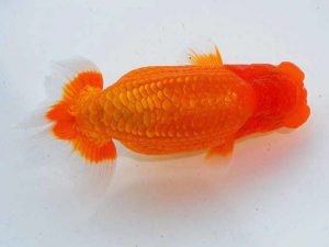 岡山錦鱗会 行司三　鈴木友来　岐阜