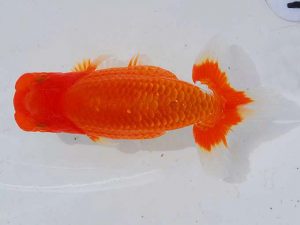 岡山錦鱗会 東脇行司　瀬野正樹　徳島