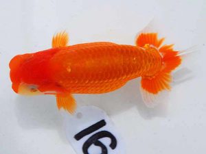 岡山錦鱗会 西脇行司　田淵貴利　香川