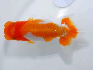 岡山錦鱗会　西大関　中村　剛　三重