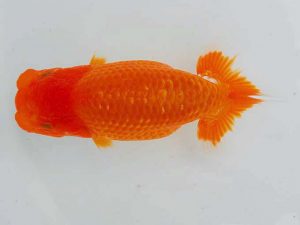 岡山錦鱗会　立行司　三宅一共　浅口