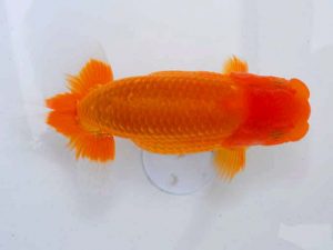 岡山錦鱗会　東取締　川村和己　高知