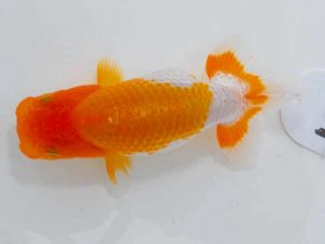 岡山錦鱗会　西取締　筒井正雄　児島