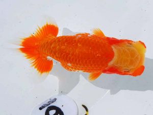 岡山錦鱗会 東関脇　丹下　常　今治